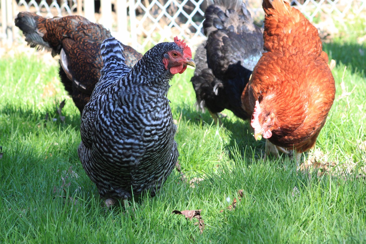 Pretty Pullets 20+ Free Pullet & Chicken Images - Pixabay