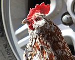 rooster, cockerel, bantam
