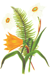 flower, orange flower, fern