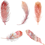 scrapbooking, feathers, elements