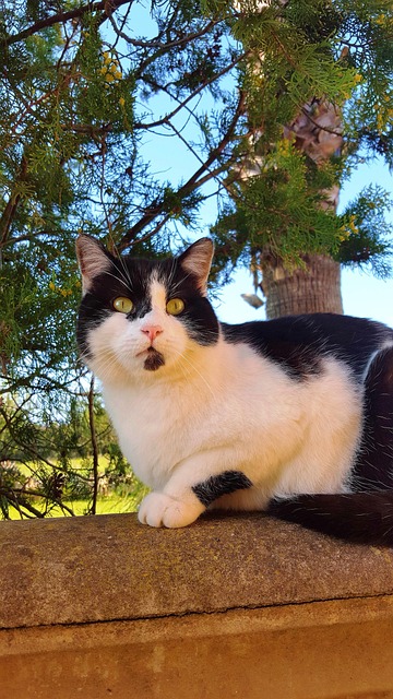 Grüne Augen, Katze, Katzenartig