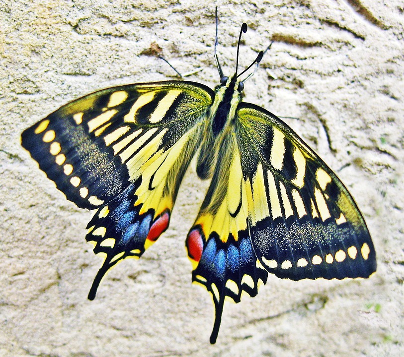 Butterfly Swallow Tailed Free photo on Pixabay Pixabay