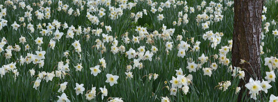 narcis blomst
