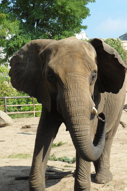 Elefant, Dyr, Zoo