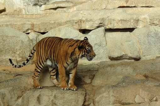 Tiger, Zoo, Dyr, Rovdyr