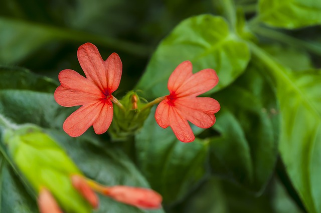 Free Flowers Greens photo and picture