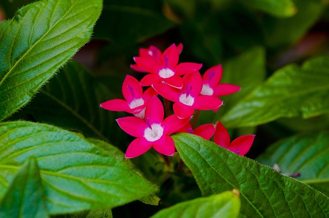 Free Flowers Greens photo and picture