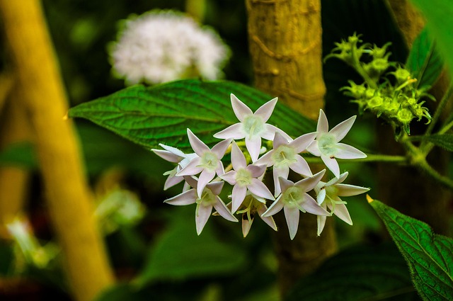 Free White Star Flowers photo and picture