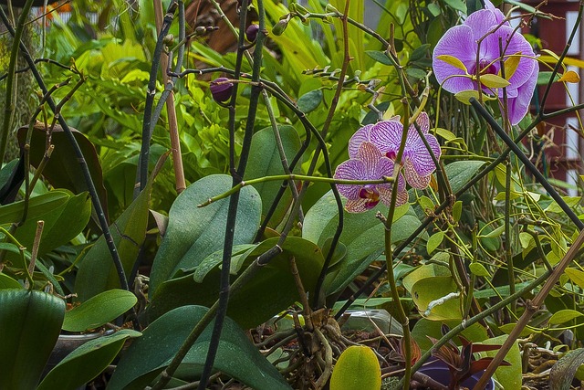 Free Orchids Flowers photo and picture