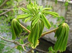 young chestnut leaves, development, spring awakening