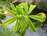 young chestnut leaves, development, spring awakening