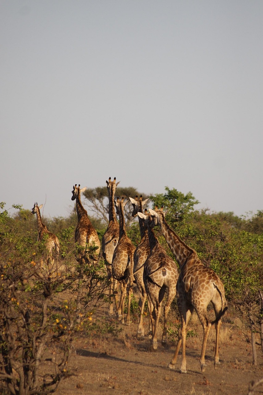 Afrika Giraffen Safari Kostenloses Foto Auf Pixabay Pixabay afrika-giraffen-safari-kostenloses-foto-auf-pixabay-pixabay