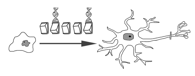 Free neural differentiation nerve cell development illustration