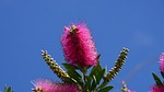 bush, blossom, bloom