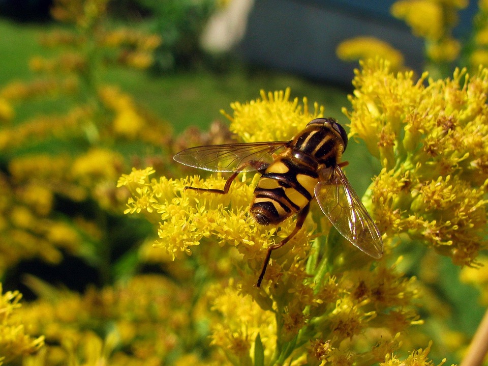 Hoverfly Voler Insecte - Photo gratuite sur Pixabay - Pixabay