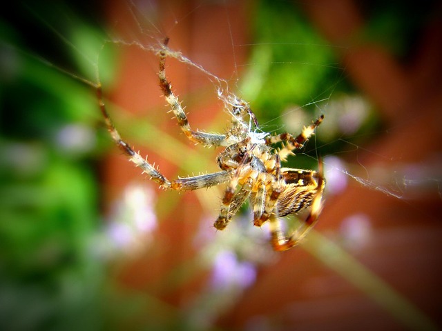 Free Spider Wait photo and picture