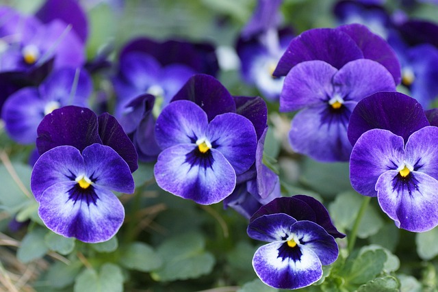 Free 400–500 Pansy photo and picture