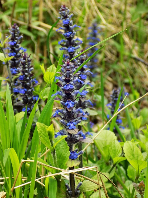 Free Flower Purple photo and picture