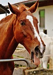 horse, funny, tongue