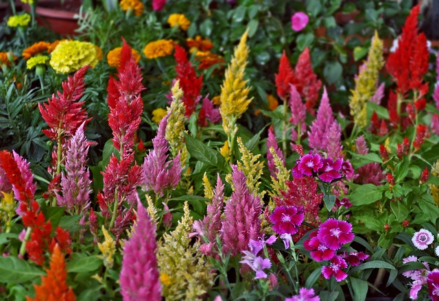 Flores, Assoalhos, Decoração, Natureza