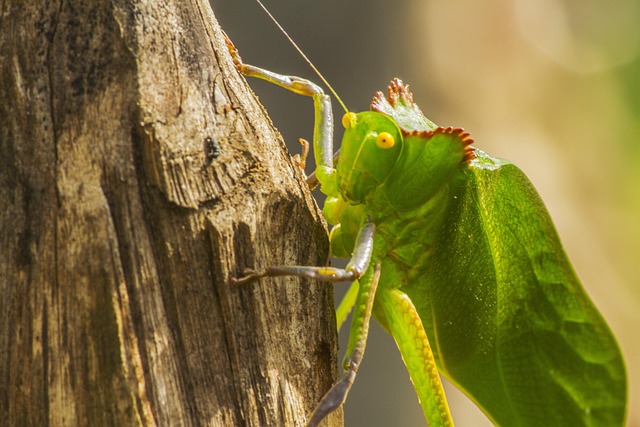 Fotografia, Natureza, Insetos, Esperança
