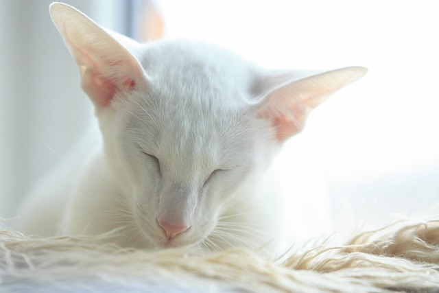 Free Cat Oriental photo and picture