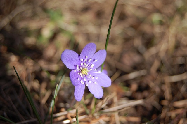 Free Hepatica Focus photo and picture