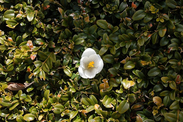 Free Crocus Bush photo and picture
