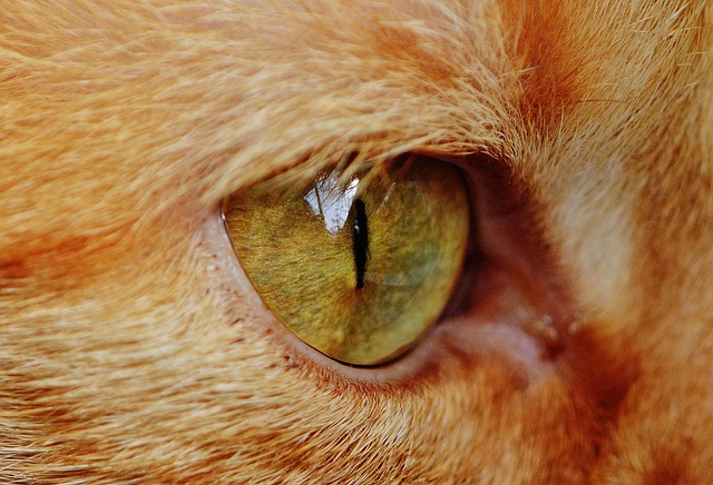 😻 cat eye pictorial 😻 so here it is.. cat eye... Cat Eye Close Up - Free photo on Pixabay