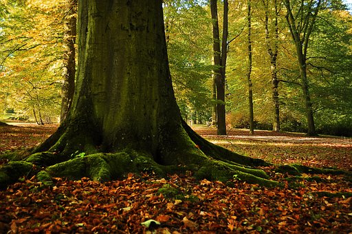 Free Tree Leaves photo and picture