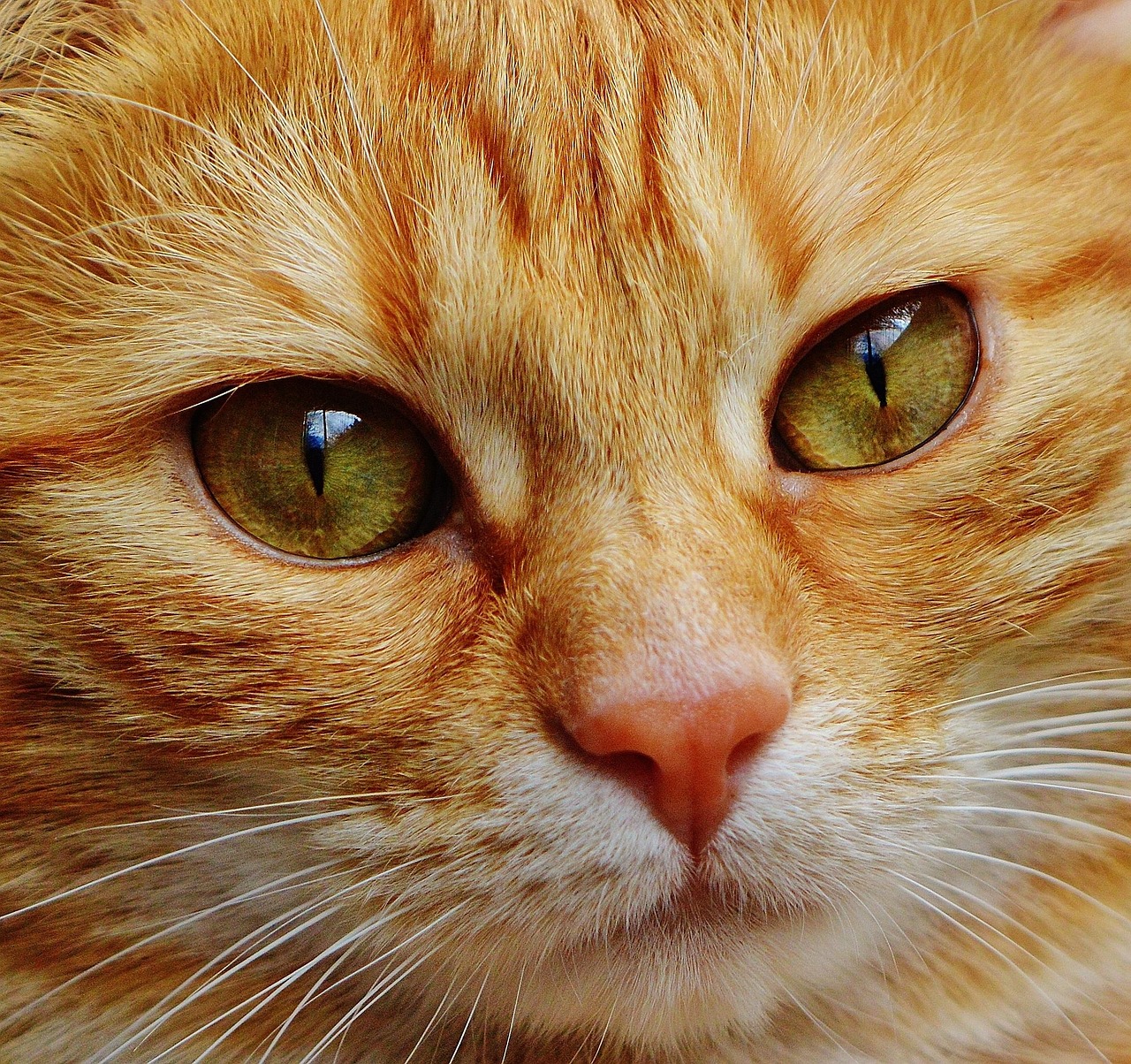 Katze Gesicht Nahaufnahme Kostenloses Foto Auf Pixabay Pixabay
