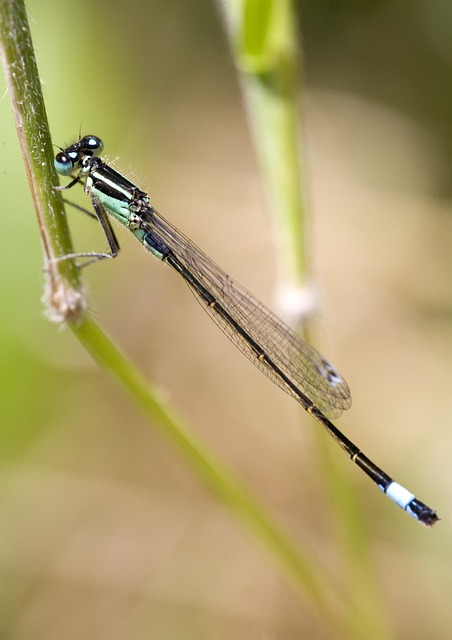 Free Dragonfly Insect photo and picture