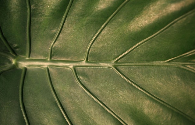 Free Leaf Veins photo and picture