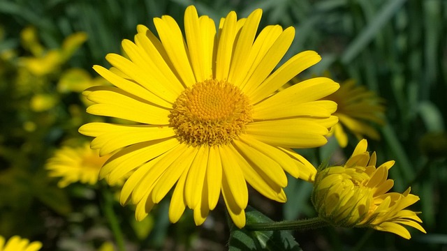 Floare Spring Spring Flower Sunshine - Free photo on Pixabay