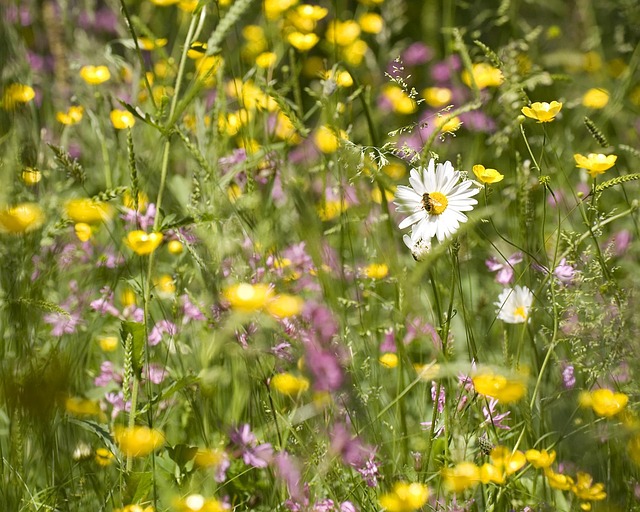 Free Nature Meadow photo and picture