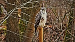 bird, animal, common buzzard