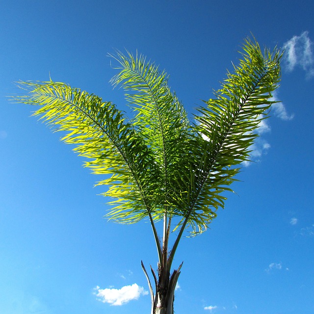 Free Coconut Tree Nature photo and picture
