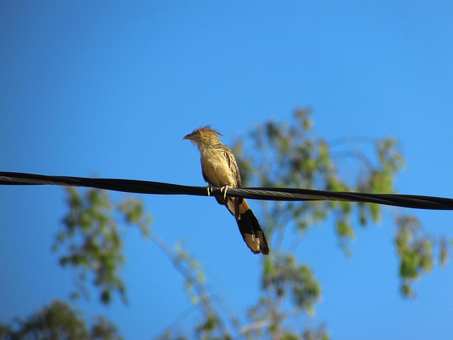 Free Bird Tree photo and picture