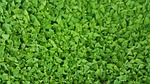 ground cover, green, straggler daisy