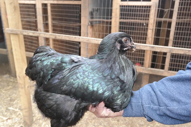 Free Hen Black Sumatra photo and picture