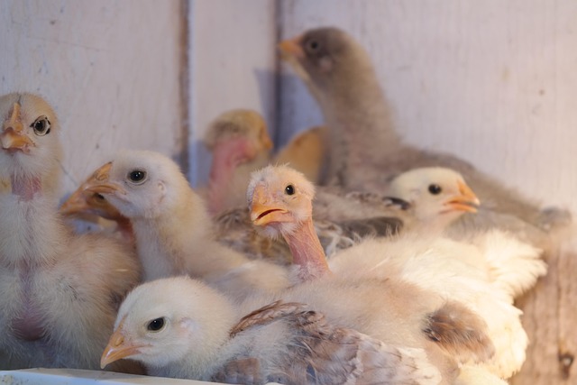 Free Farm Baby photo and picture