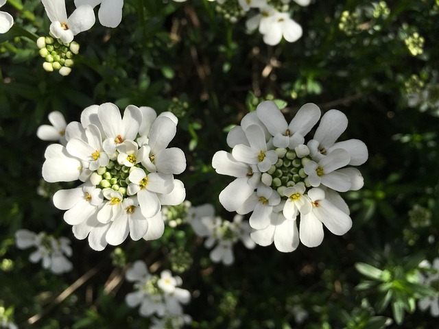 Free Candytuft White photo and picture