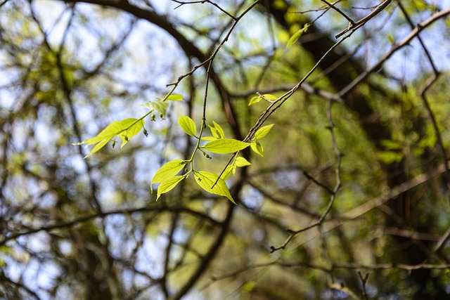 Free Sunshine The Leaves photo and picture