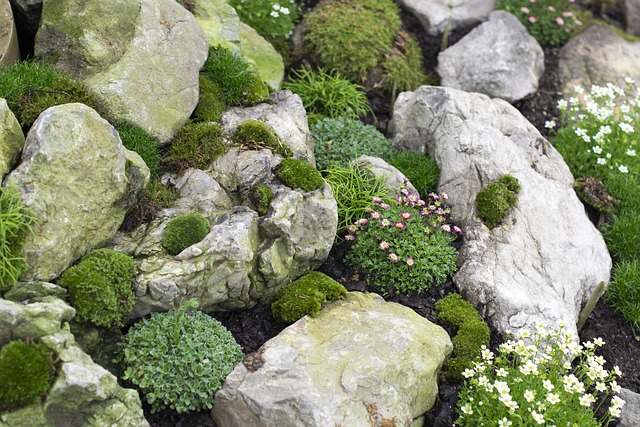 Free Nature Plants photo and picture