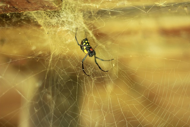 Free Spider Web photo and picture