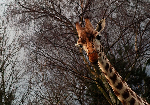 Free Giraffe Safari photo and picture