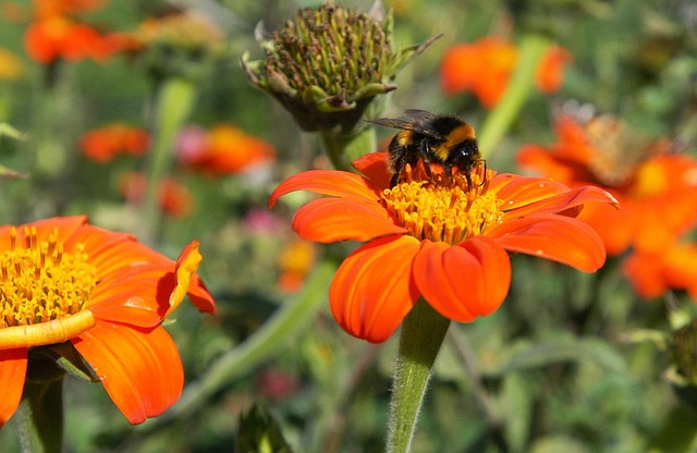 Free Bee Flower photo and picture