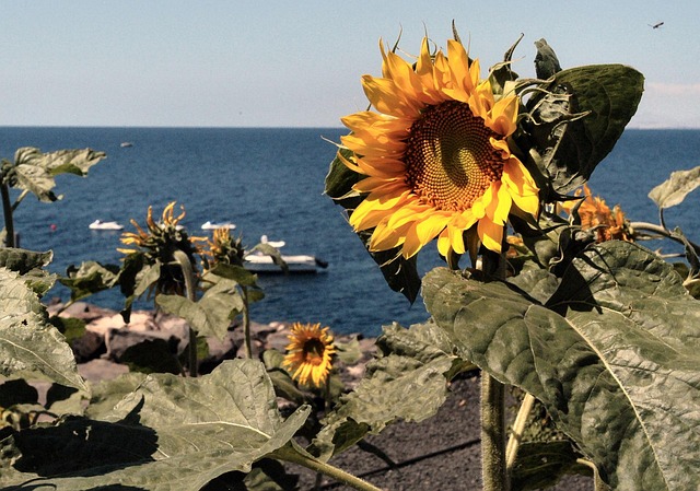 Free Sunflower Beach photo and picture