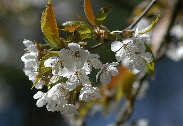 Free Blossom Tree photo and picture