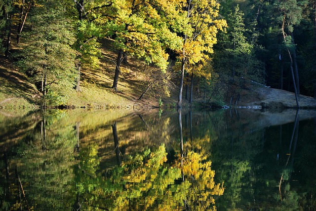 Efterår, Skov, Natur, Gyldne Efterår